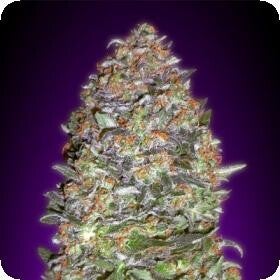 NYC Diesel Auto Feminised Seeds
