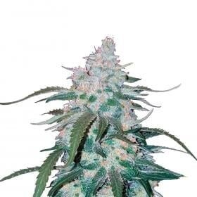 Pineapple Express Autoflowering Feminised Seeds