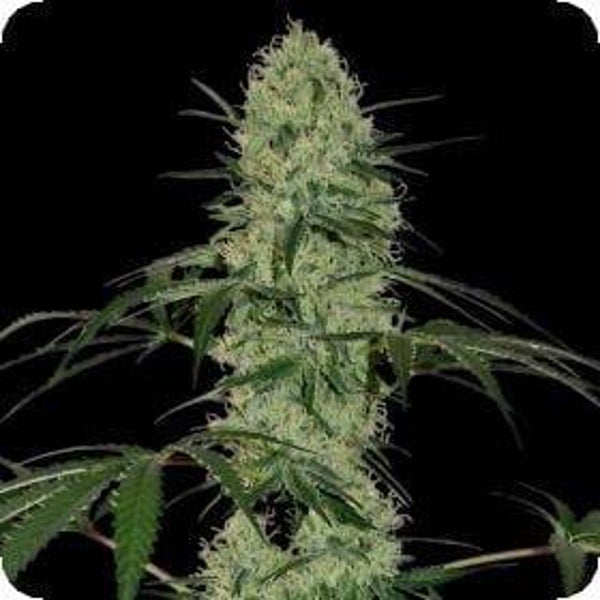 Tangerine Dream AUTO Feminised Seeds