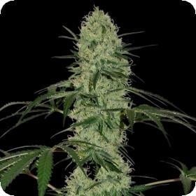 Tangerine Dream AUTO Feminised Seeds