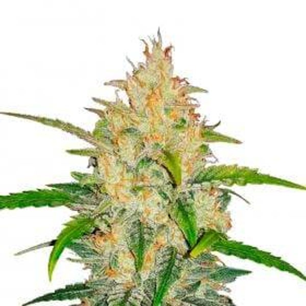 Zkittlez Auto Feminised Seeds