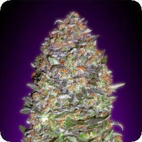 NYC Diesel Auto Feminised Seeds