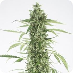 Moby Dick XXL Autoflowering Feminised Seeds