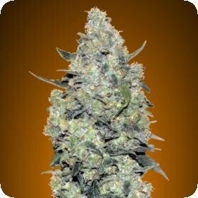 Critical Mass Auto Feminised Seeds