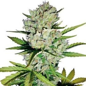Super Skunk Auto Feminised Seeds