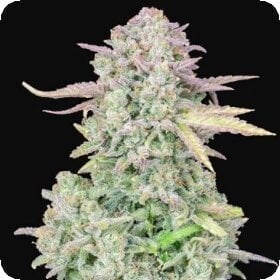Original Trainwreck Autoflowering Feminised Seeds