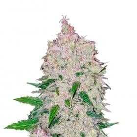 Stardawg Autoflowering Feminised Seeds
