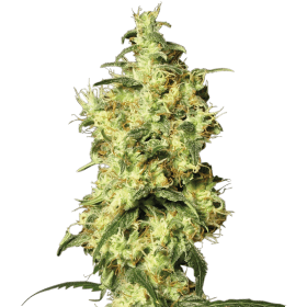 White Widow Auto Feminised Seeds
