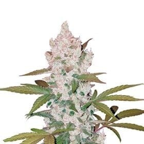 Cookies Autoflowering Feminised Seeds