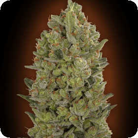 Cheese Feminised Seeds