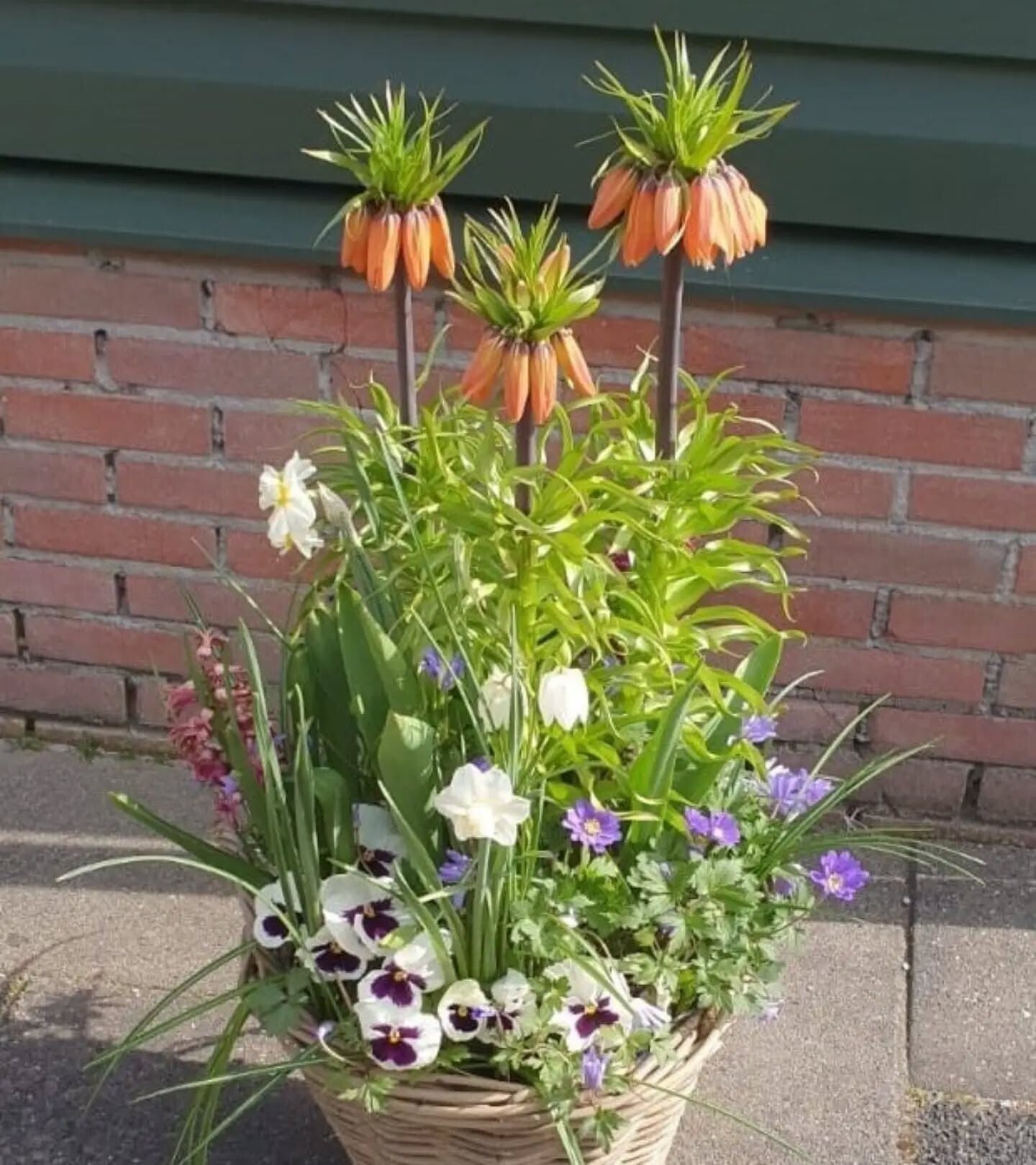 De bloemenbollen lasagne bestaat uit lagen met verschillende soorten bloembollen.  er gaan wel 90 a 100 bloembollen in een mand.  Bloeitijd +- 3 maanden. familie vrienden uitje ben je alleen geen probleem voegen we gezellig samen 