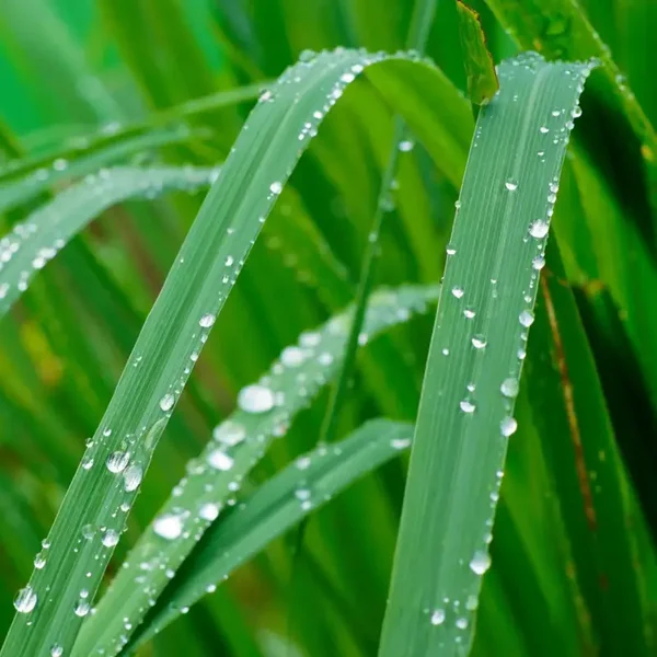 Fondant : Anti-Moutique