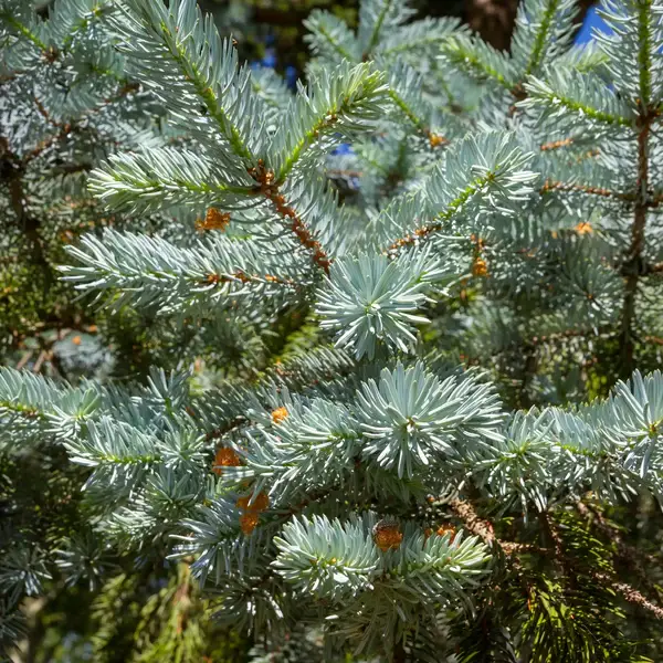 Fondant : Cèdre du Liban