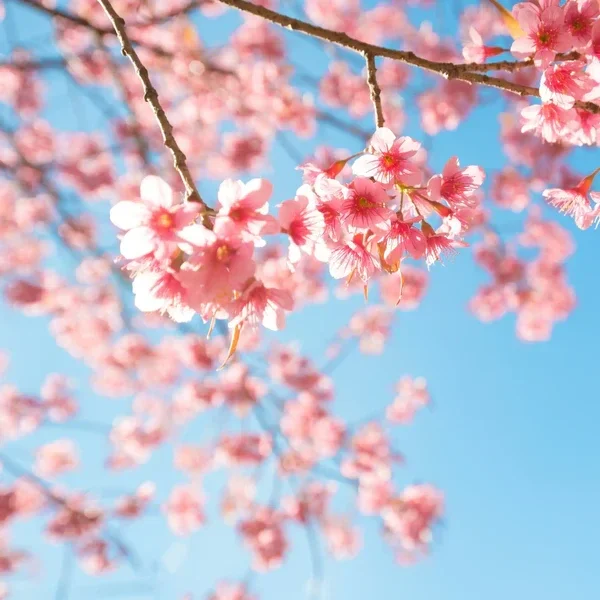 SnapBar : Fleur De Cerisier