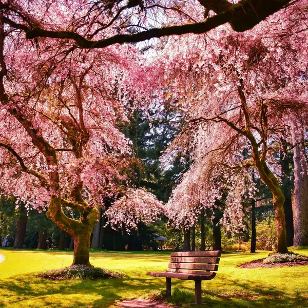 Brume de Maison : Fleur de Sakura