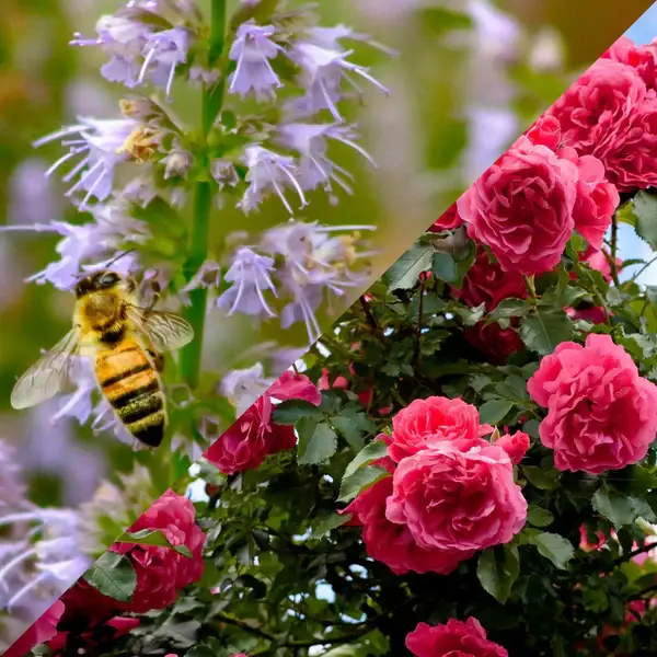 Fondant : Patchouli Rose