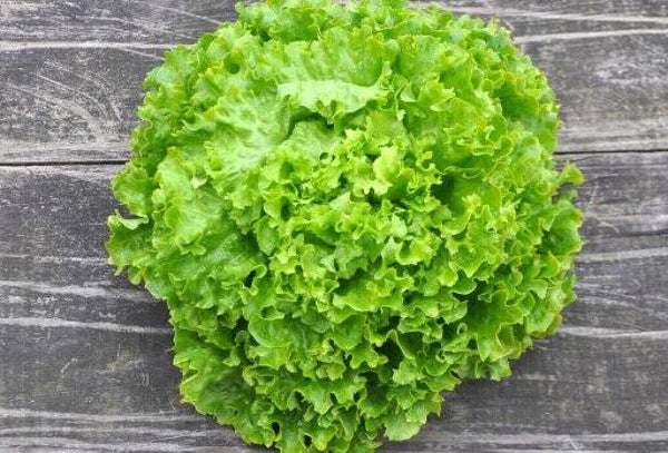 Grüner Bio Batavia Salat