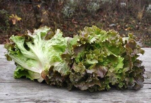 Roter Bio Bataviasalat