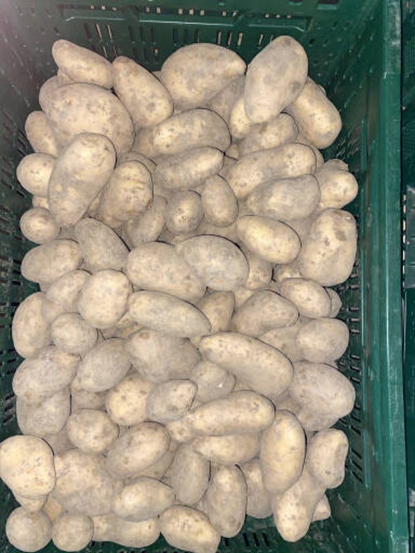 Annabelle aarpels in een 2,5 kg zak