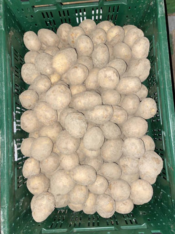 Bintje Kartoffeln im 2,5kg Sack Ideal für Frites oder Püree