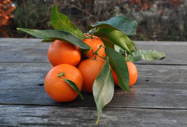 Blad clementines