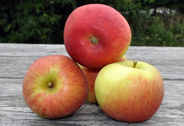Bio Appel Braeburn