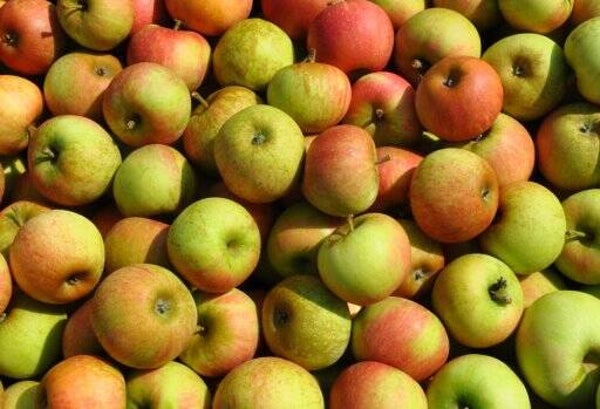 Elstar Äpfel, je kg