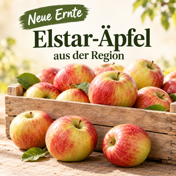 Ǹeue Ernte Elstar Äpfel aus der Region