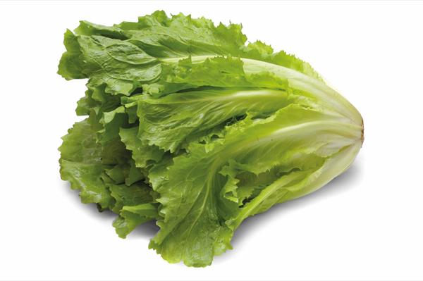 Endiviensalat, je Stück