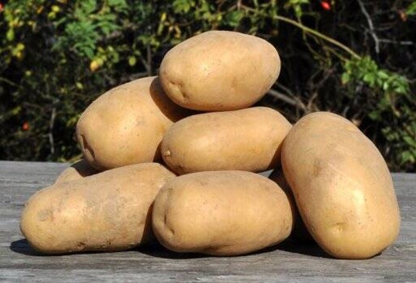 Bio Kartoffel Belana