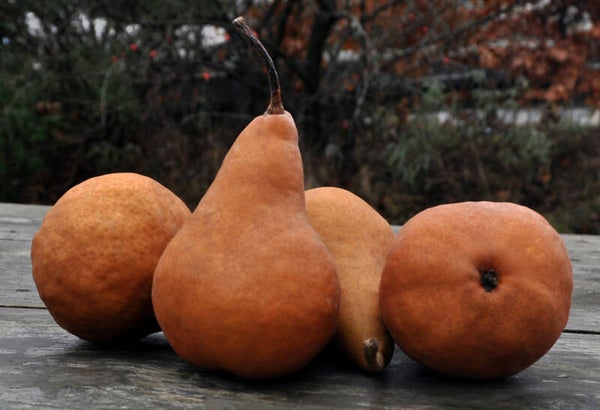 Kaiser Alexander bio peer