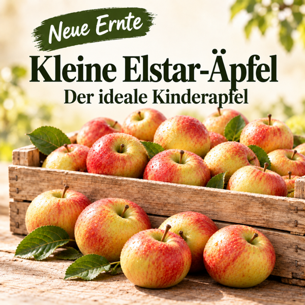 Neue Ernte kleine Elstar Äpfel aus der Region