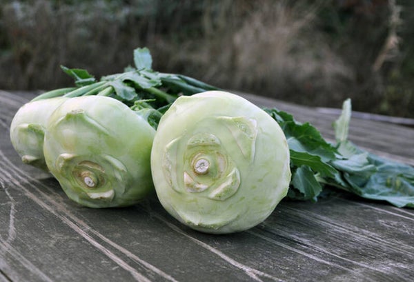 Italiaanse biologische koolrabi