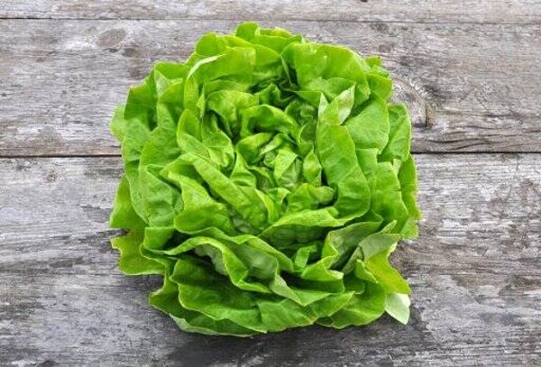 Grüner Bio Kopfsalat