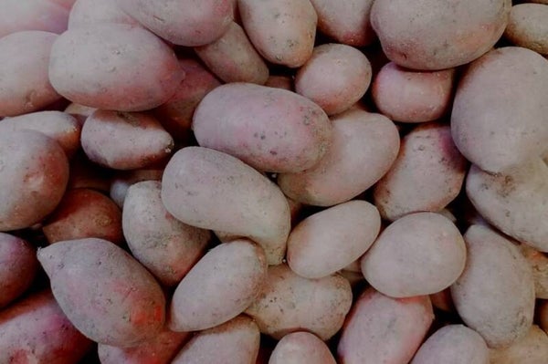 Rotschalige Laura Kartoffeln, 1kg lose