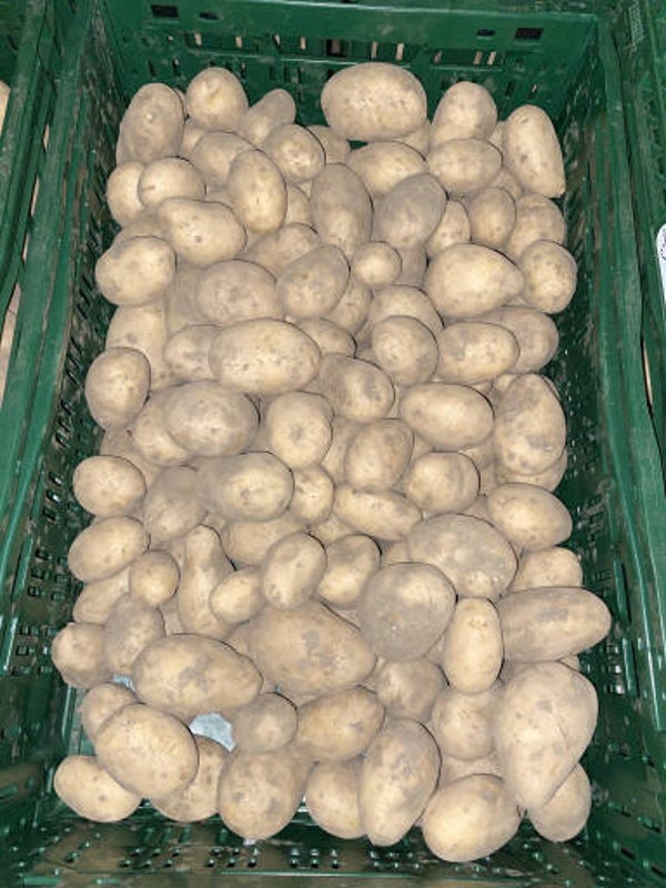 Linda - Biologische vastkokende aardappelen per kilo