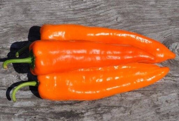 Oranger Bio Spitzpaprika