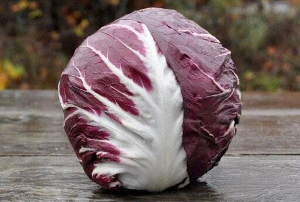 Bio Radicchio