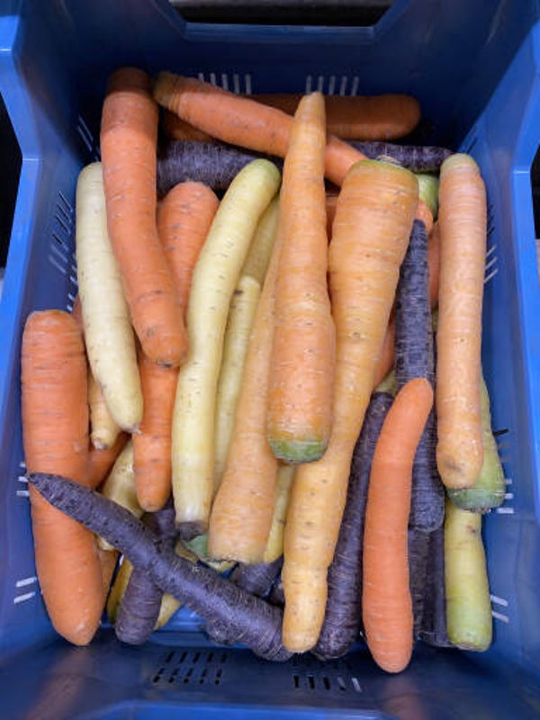 Bio Regenbogen-Möhren