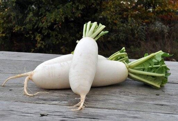 Weißer Bio Rettich