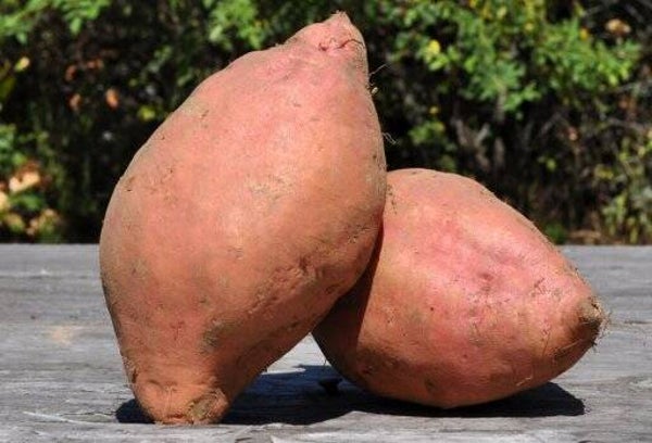 Bio Zoete aardappelen