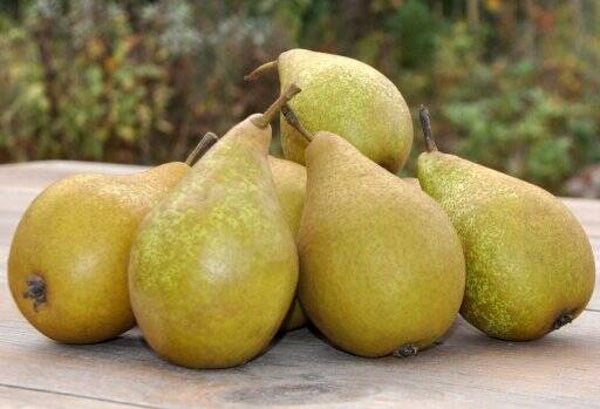 Demeter bio peer Xenia