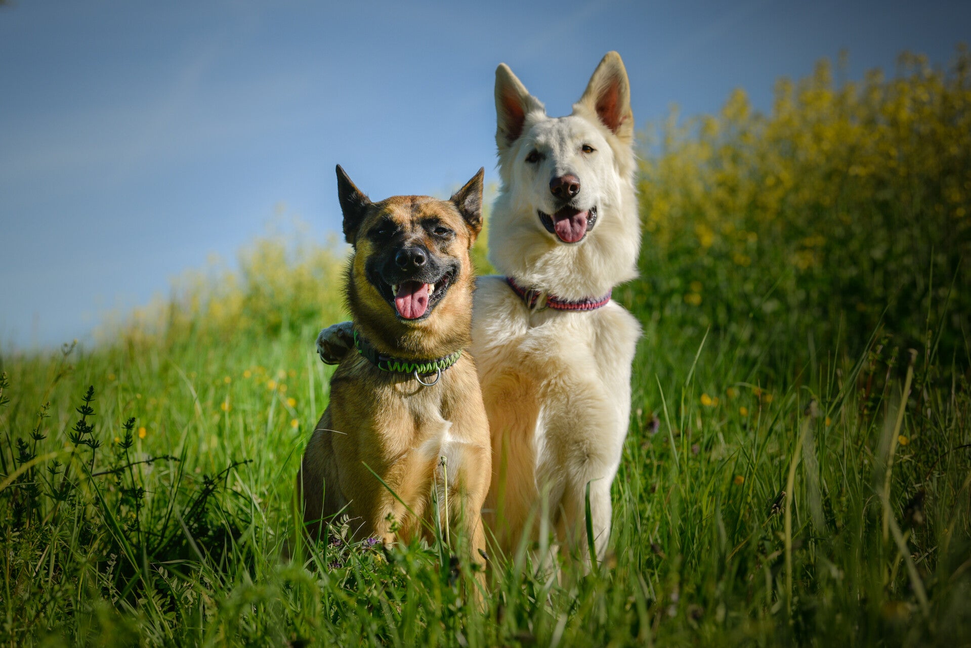 chien adulte  Haguenau 67