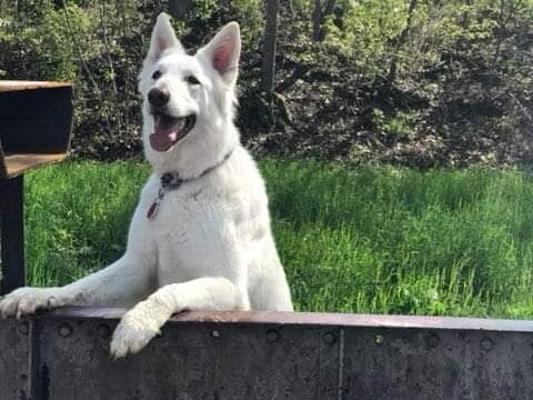chien heureux et équlibré Saverne 67 