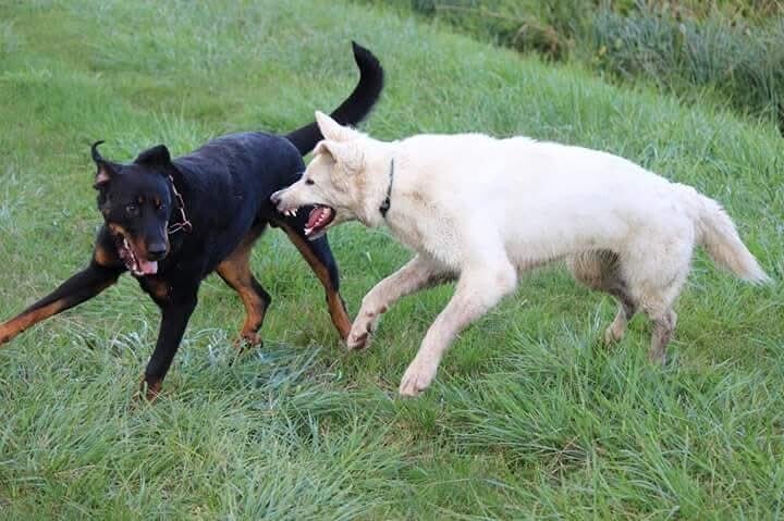 chien agressif Haguenau 67 