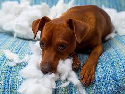 chien qui detruit  Haguenau 67 
