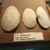 strandgaper.jpg