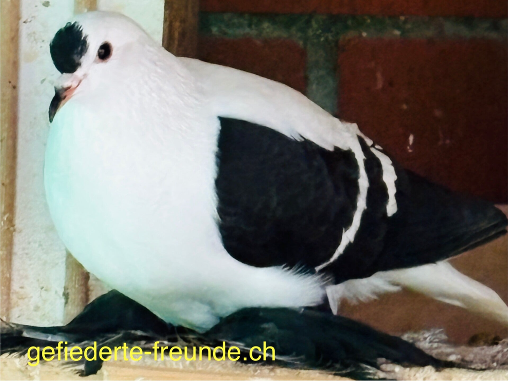 Sächsischen Flügeltaube SCHWARZ