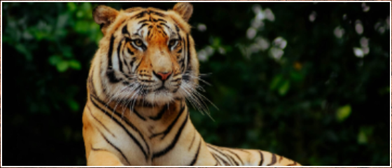 Der Tiger  clever-finden.ch: Online-Verzeichnis √