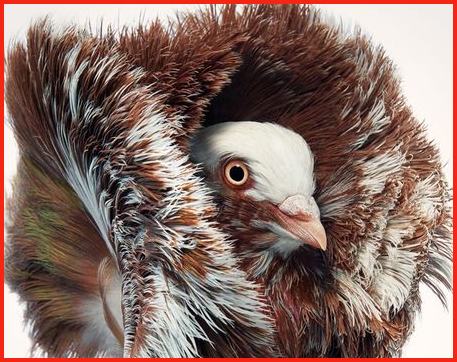 Die Webseite gefiederte-freunde.ch 